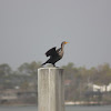 Double-crested Cormorant