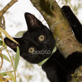 Hello by Stankowski Daniel - Animals - Cats Kittens