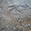 Gambel's quail tracks