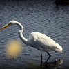 Great Egret, Common Egret, Large Egret or Great White Heron
