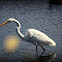Great Egret, Common Egret, Large Egret or Great White Heron