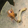 Stink bug (nymph)