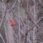 Northern Cardinal Male Winter