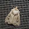Noctuid moth 