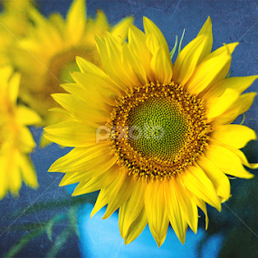 The sunny side by Cristina Garganciuc - Flowers Flower Arangements