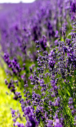 Lavender live wallpaper