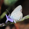 Spotted Pea-blue (Male)