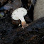 baby blackfooted polypore