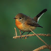 Red-breasted flycatcher