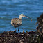 Whimbrel