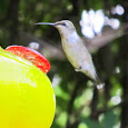 Hummingbird Heaven - Northeastern US