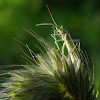 Grass Bug