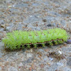 Io  Moth Caterpillar