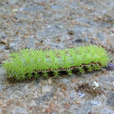 Io  Moth Caterpillar