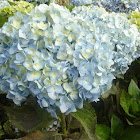 Hortensia