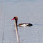 Red-crested Pochard; Pato Colorado