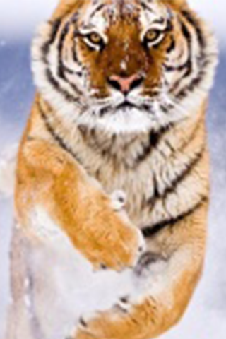 免費下載個人化APP|Tiger Wallpapers app開箱文|APP開箱王