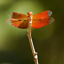 fulvous forest skimmer