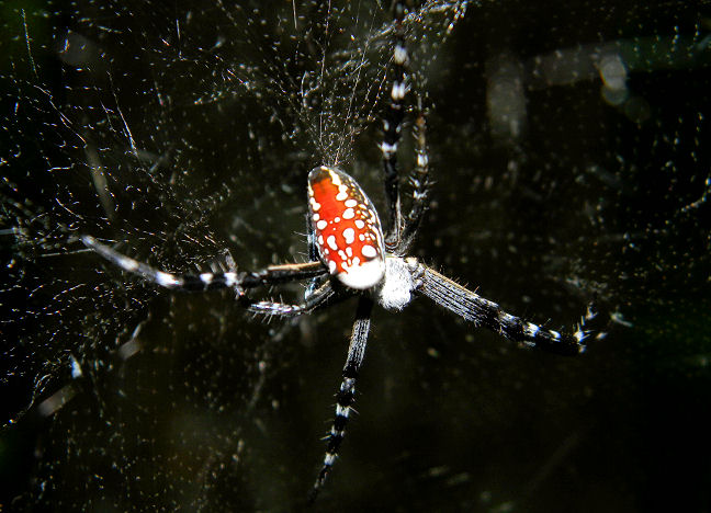 tent web spider, dome web spider
