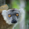lemur