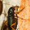 Virginia metallic tiger beetle