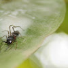 black ant mimic jumping spider