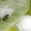 black ant mimic jumping spider