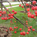 Cotoneaster tree