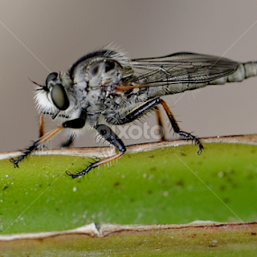 !... by Carlos Palhau - Animals Insects & Spiders
