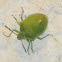 Southern Green Stink Bug