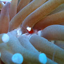 Mushroom coral shrimp