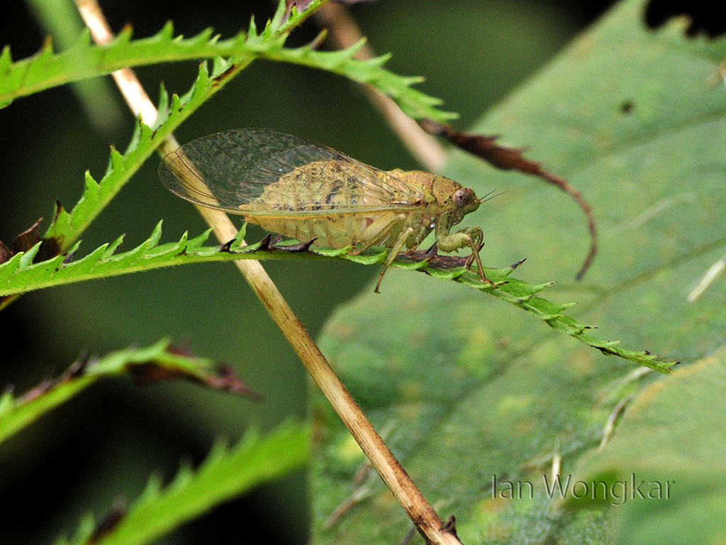 Unknown Cicada