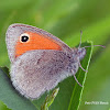 Small heath