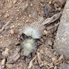 Velvet Ant