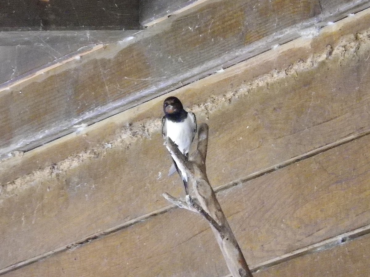 Barn Swallow