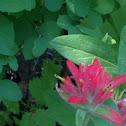 Indian Paintbrush