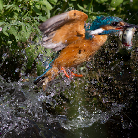 Splash! by Federico Lenzi - Animals Birds