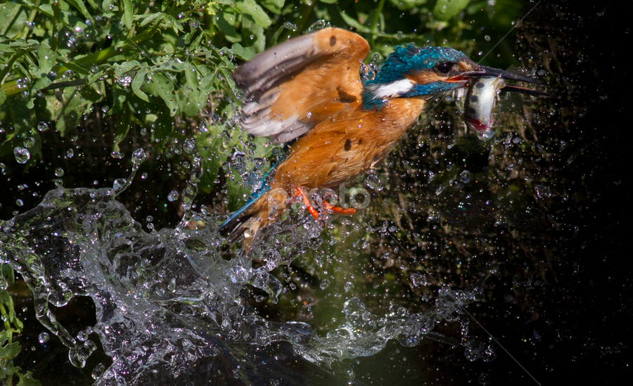 Splash! by Federico Lenzi - Animals Birds
