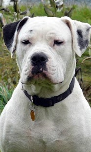 How to download American Bulldog Puzzle 1.0 apk for laptop