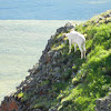 Dall Sheep