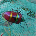 Metallic shield bug