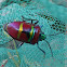 Metallic shield bug