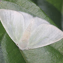 Lymantriid Moth - Female