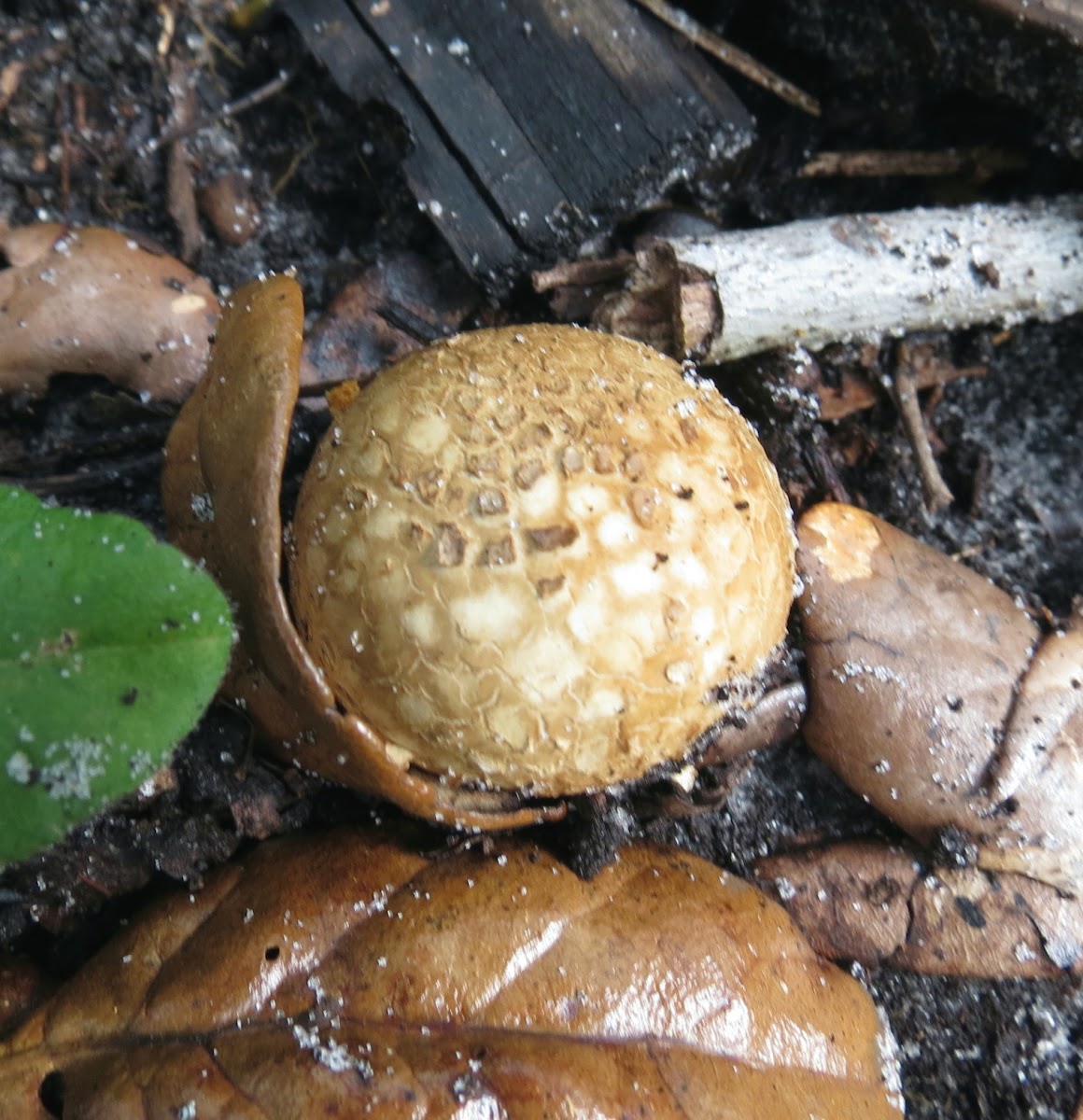 Umber puffball fungus