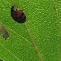 Multicolored Asian Lady Beetle