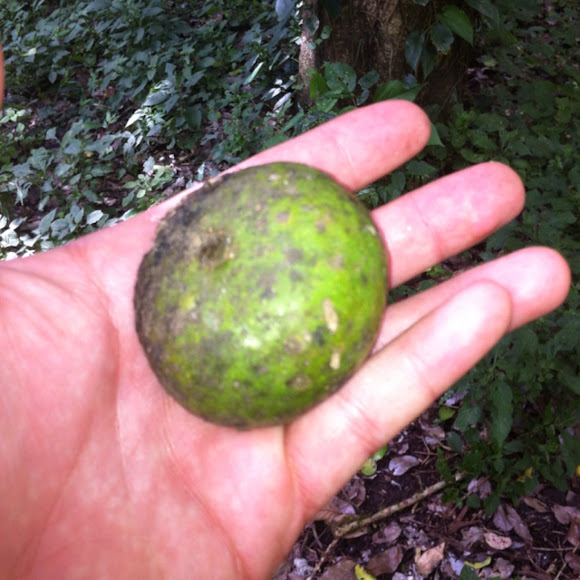 Manzanote Project Noah