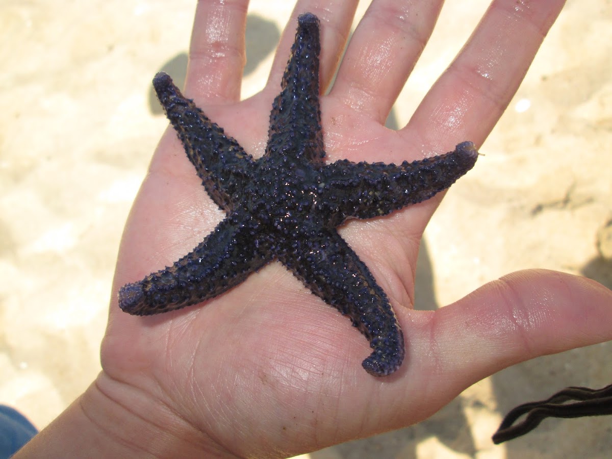 Common Sea Star (Estrela-do-mar comum)