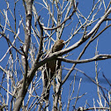 California Towhee