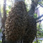 Honey Bee's