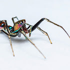 Orsima ichneumon jumper spider